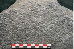 Foto (Detailansicht) von Lepidodendron aculeatum St. (NHMW-GEO-2024-0188-11024)